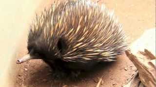 ShortBeaked Echidna Spiny AntEater [upl. by Howund]