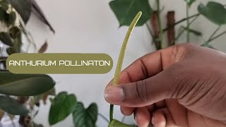 How to Pollinate Harvest and Propagate Anthurium [upl. by Kress498]