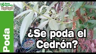 ✂️¿Conviene Podar o no podar el CEDRÓN🌳 [upl. by Dianna]