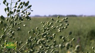 Camelina Cultivo invernal que potencia y energiza la rotación 1056 20231104 [upl. by Baruch]