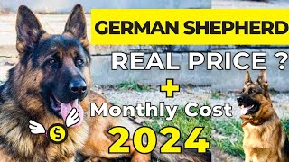 German Shepherd Price In India 2024  German Shepherd Price and Monthly Expenses [upl. by Becka]