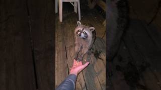 Daves Adorable Raccoon Encounter [upl. by Yeo]