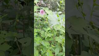 beautiful flowers short viralvideo flower [upl. by Oitaroh]