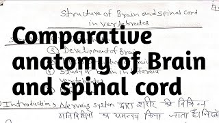 Comparative anatomy of brain and spinal cord [upl. by Airamat]