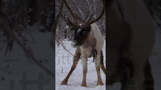 Alashan wapiti fallow deer Finnish forest reindeer European fallow deer [upl. by Tychon]