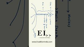 Structure of Neuron Diagrams on iPad with GoodNotes [upl. by Koralie]