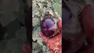 Organic brinjals my garden [upl. by Nonnaer]