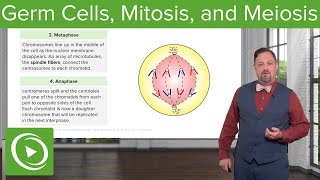 Germ Cells Mitosis amp Meiosis – Embryology  Lecturio [upl. by Ardnuahs]