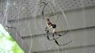 Banana spider attempting to mate with another spider [upl. by Nordna]