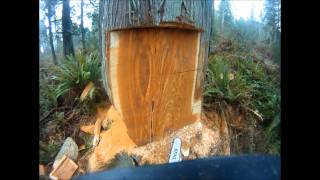 Felling a large western red cedar [upl. by Adnhoj]