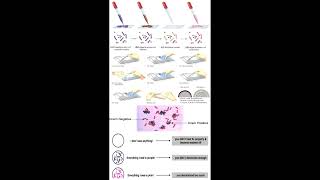 Applications of Bacterial Gram Positive and Negative Stain geneticteacher [upl. by Choo933]