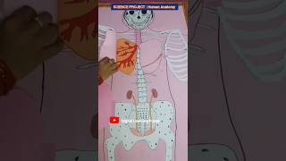 Human Anatomy Science Project Bio TLM Students ytshorts science shorts shortsfeed viralvideo [upl. by Nwhas]