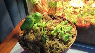 New tank cephalotus [upl. by Monahon]