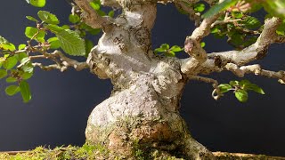 Pruning old Carpinus Coreana The Bonsai Area [upl. by Karas]