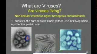 Introduction to Viruses and Viral Replication [upl. by Leugar163]