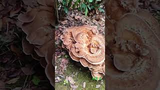 MERIPILUS GIGANTEUS fungus edible agriculture fungi shorts trending viralshorts [upl. by Lita]