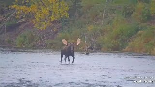 Moose Crosses Brooks River  September 28 2024 exploreorg [upl. by Eilzel]