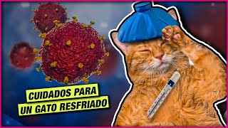 CUIDADOS PARA UN GATO RESFRIADO 😺 LA GATERÍA TV [upl. by Jacquenetta583]