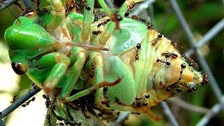 Cicada Life And Death The Dangers Of Adult Cicada Life Cycle  Ants [upl. by Nauh]