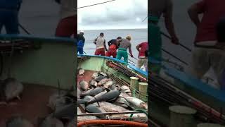 Mancing ikan tuna besar sampai kualahan bedasuara fishing fish keindahanlaut ikantuna [upl. by Gavan445]