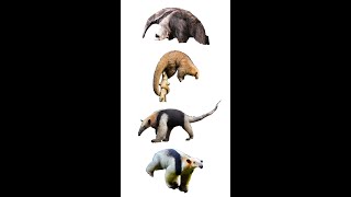 4 Species of Anteater  Anteater Species [upl. by Srevart548]