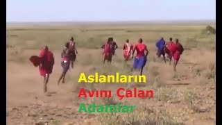 Aslanlardan Yemek Çalan Adamlar  Aslan Avcıları [upl. by Anallese]