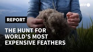 Iceland home to worlds most expensive feather treasure  AFP [upl. by Bullard]