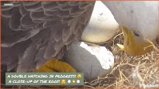 SWFL EAGLES DOUBLE HATCHING IN PROGRESS 😲 CLOSEUP OF THE EGGS TINY SQUEE HEARD 🤗 🥚🌟🥚 123023 [upl. by Rodrique]