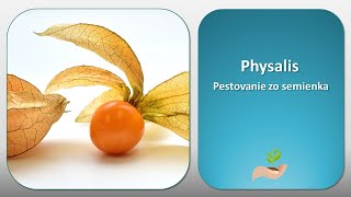 Machovka Peruánska  Physalis zo semienka [upl. by Sonya563]