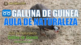 🔵 GALLINA de GUINEA  AULA de NATURALEZA  Granja escuela de Piñar [upl. by Garek]