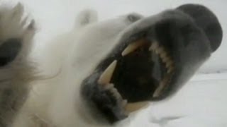 Polar Bear Attack Video 2013 Maine Lawyer Attacked by Polar Bear [upl. by Notgnimer]