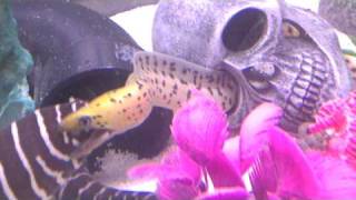 acclimating my fimbriated moray eel [upl. by Madelle]