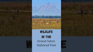 Wildlife in Grand Teton National Park  Pronghorn  Swan  Bison wildlife [upl. by Guglielma]