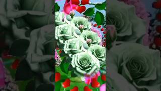 Flowers status video 🌹🌹🌹🌹🌹 [upl. by Goto]