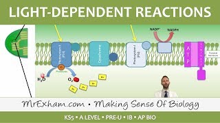 Photosynthesis  Lightdependent Stage  Post 16 Biology A Level PreU IB AP Bio [upl. by Suired]