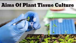 Aims Of Plant Tissue Culture  Lec 02 [upl. by Flosi]