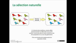 SVT  2nde 1ère Terminale  Les mécanismes de lévolution [upl. by Nuavahs235]