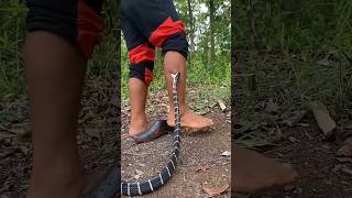 మిమ్మల్ని పాము దాడి నుండి కాపాడుతుంది  The Life Saving Snake Bite Protection shorts [upl. by Tierell]