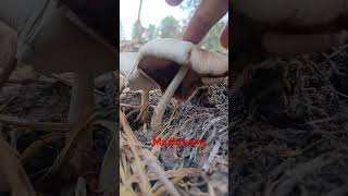 Mushroomsyoutubeshorts mushroom [upl. by Friend872]