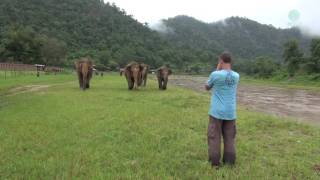 A Man Call Elephant In Different Angle  ElephantNews [upl. by Nirro]