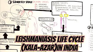 KalaAzarLeishmaniasisDumDum Low Degree Fever umerfarooqbiology7083 [upl. by Cutler738]