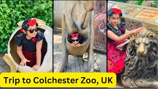 Zoo trip Colchester UK An unforgettable trip fun animals tiger lion [upl. by Faunie84]