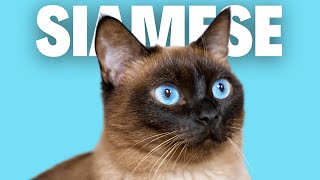 SIAMESE CATS  Pros and Cons Of Owning [upl. by Ecyt232]