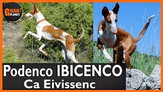 ✨Podenco Ibicenco EN ACCIÓN Origen Ibizapodenco [upl. by Nyrrek]