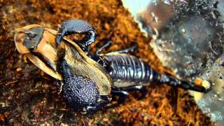 Emperor Scorpion using stinger [upl. by Ilyah489]