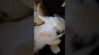 These little holland lops are just 2 weeks old bunnies babyrabbit rabbit cute sweet bunny [upl. by Kuehnel]