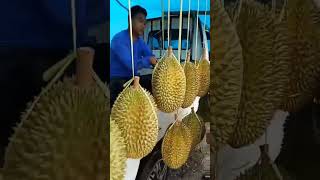 BU BOS MA PAK BOS MAU BORONG BUAH DUREN [upl. by Buine]