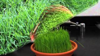 Our True Wheatgrass is Not Grown Unnaturally [upl. by Zul]