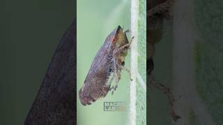 Privet leafhopper chilling on a leaf with a tiny aphid [upl. by Meil42]