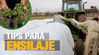 TIPS para un buen Ensilaje de Maíz 🌽 [upl. by Oswald916]